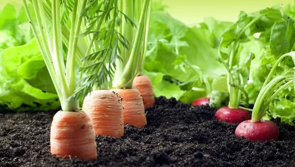 depositphotos_10689423-stock-photo-vegetables-growing-in-garden семена моркови и редиса